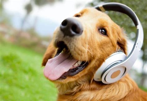 Does Loud Music Hurt Dogs' Ears? A Multifaceted Analysis