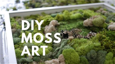 how to make a moss wall art: exploring the science behind moss growth